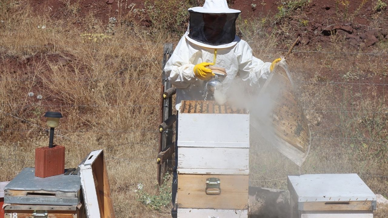Tescilli Erzincan Geven Balı Hasadı Gerçekleştirildi
