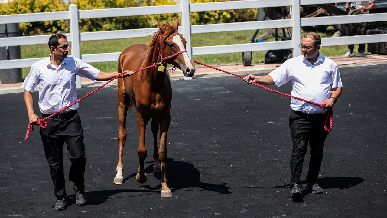 TİGEM, E-Satışla 51 Taydan 27,75 Milyon Lira Gelir Elde Etti