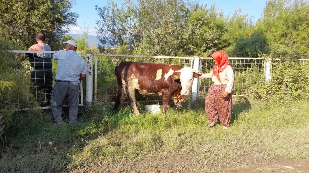 Tokat'ta İtfaiye, Gölete Düşen 3 İneği Kurtardı