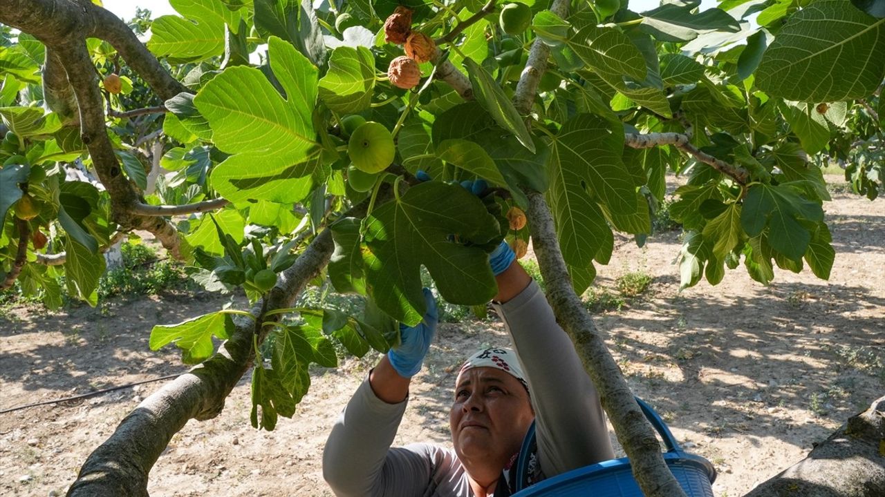 Torbalı'da Bardakçık İnciri Kooperatifle Değerine Ulaştı