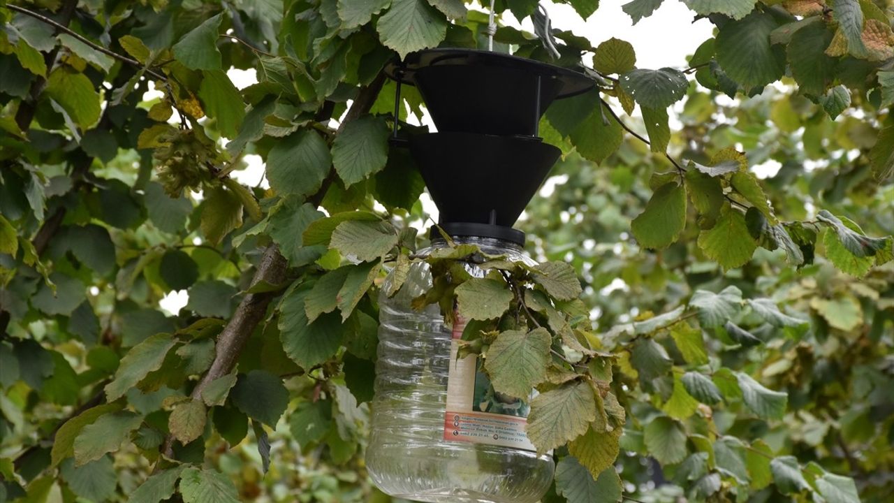 Trabzon'da Kahverengi Kokarcayla Mücadele: 65 Bin Hektarda 62 Bin Samuray Arısı