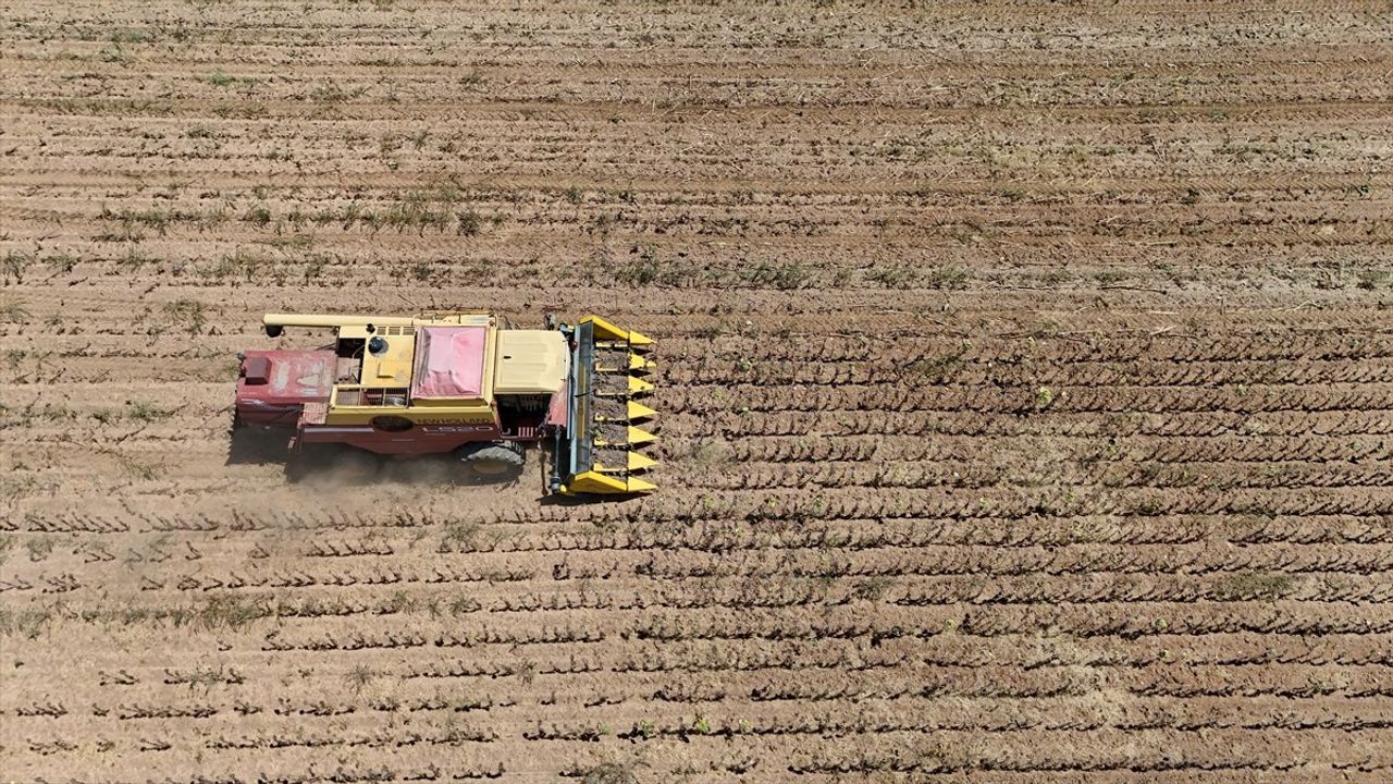 Trakya'da Aşırı Sıcaklık Erken Ayçiçeği Hasadını ve Yüzde 50-60 Verim Kaybını Getirdi