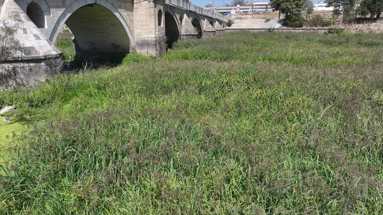 Tunca Nehri'nde Kuraklık: Edirne'de Su Akışı Durdu, Ot Öbekleri Kapladı