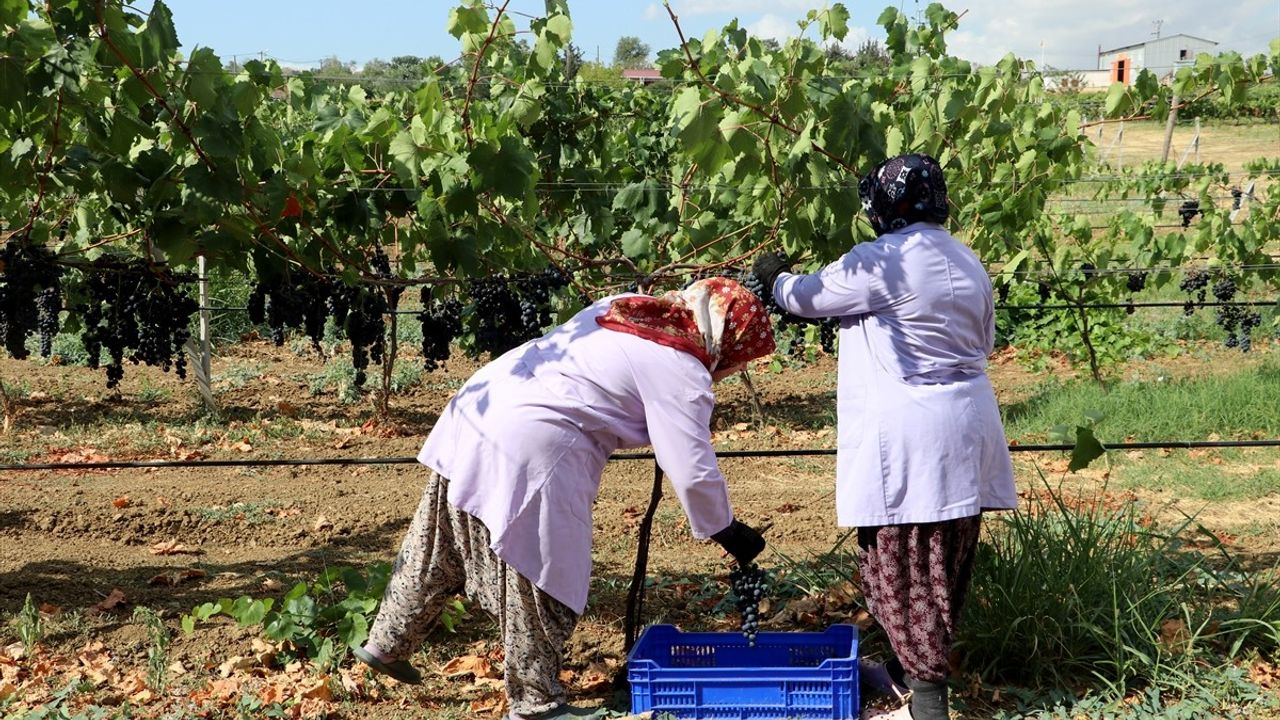 Türkiye'nin En Erkenci Üzümü Trakya İlkeren'de Hasat Başladı