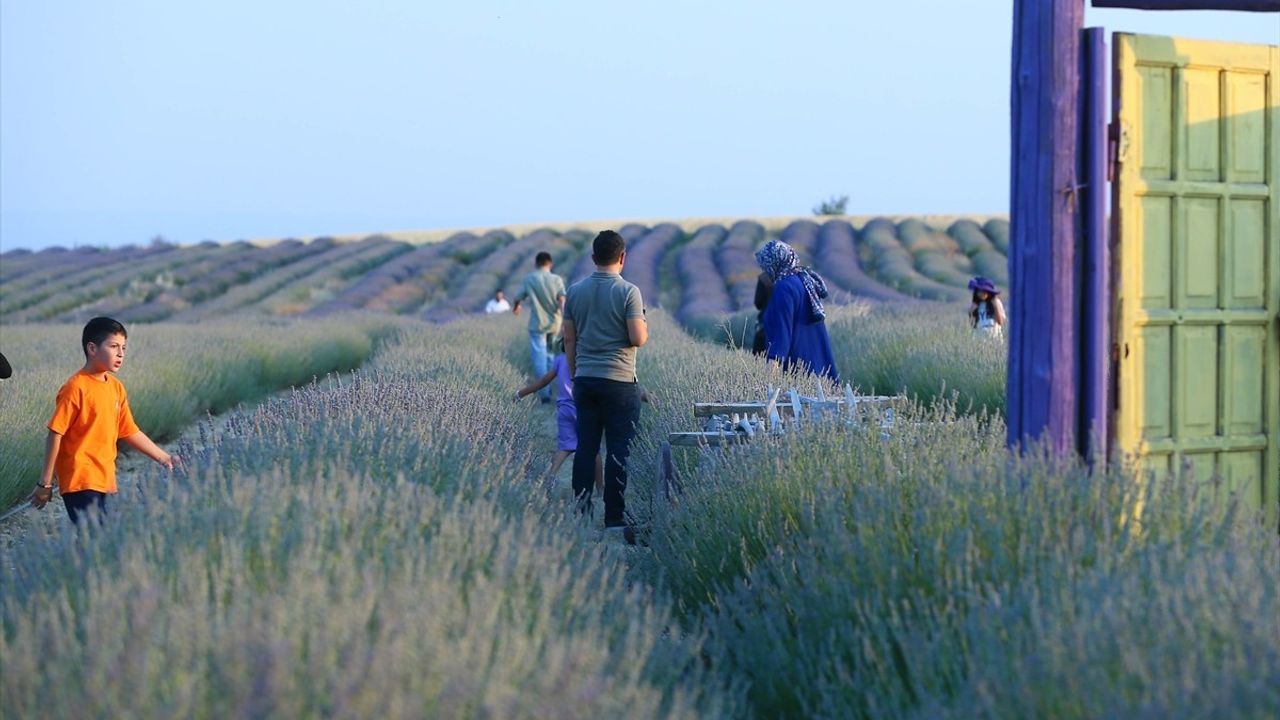 Uşak'ta Mor Bahçelere Devlet Desteği ile Büyüyen Lavanta Üretimi
