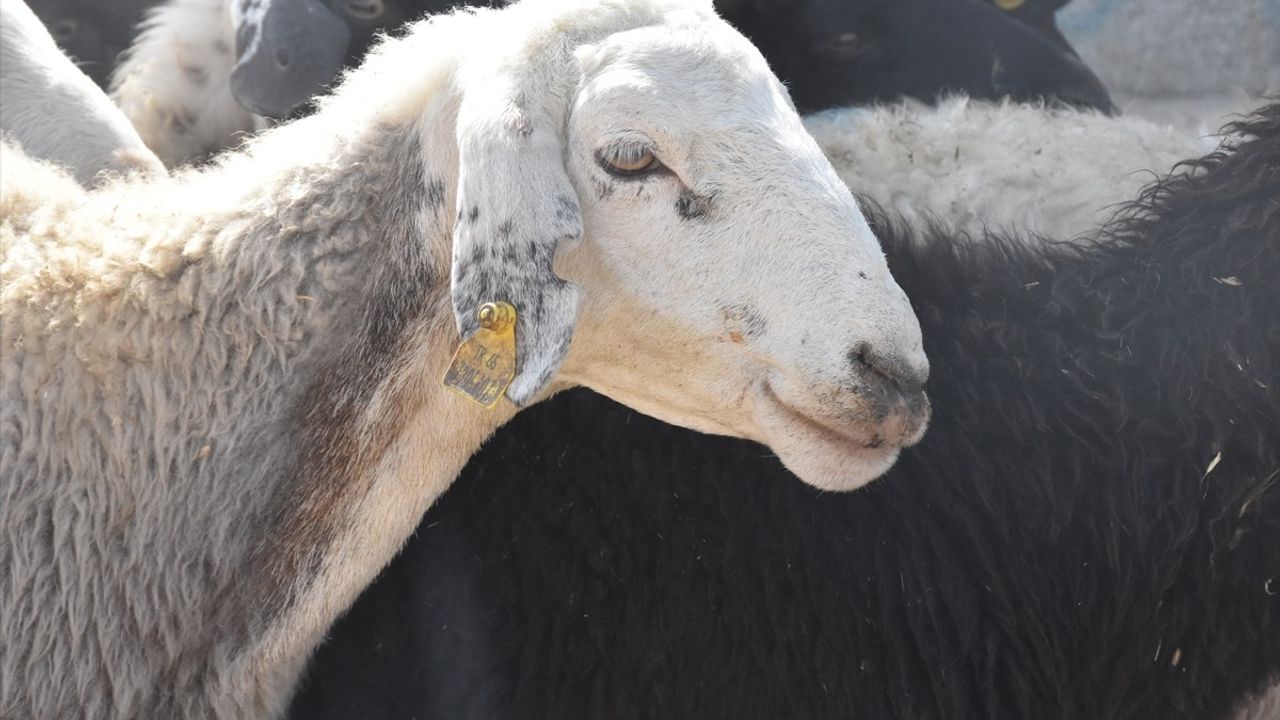 Van'da Hayvan Pazarı Yeniden Açıldı: Şapla Mücadelede Aşılama %97