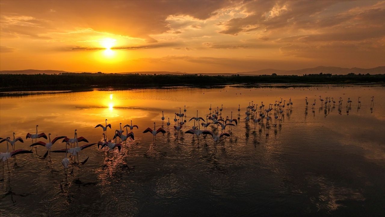 Van Gölü'nde Flamingoların Büyüleyici Gün Batımı Görüntüleri