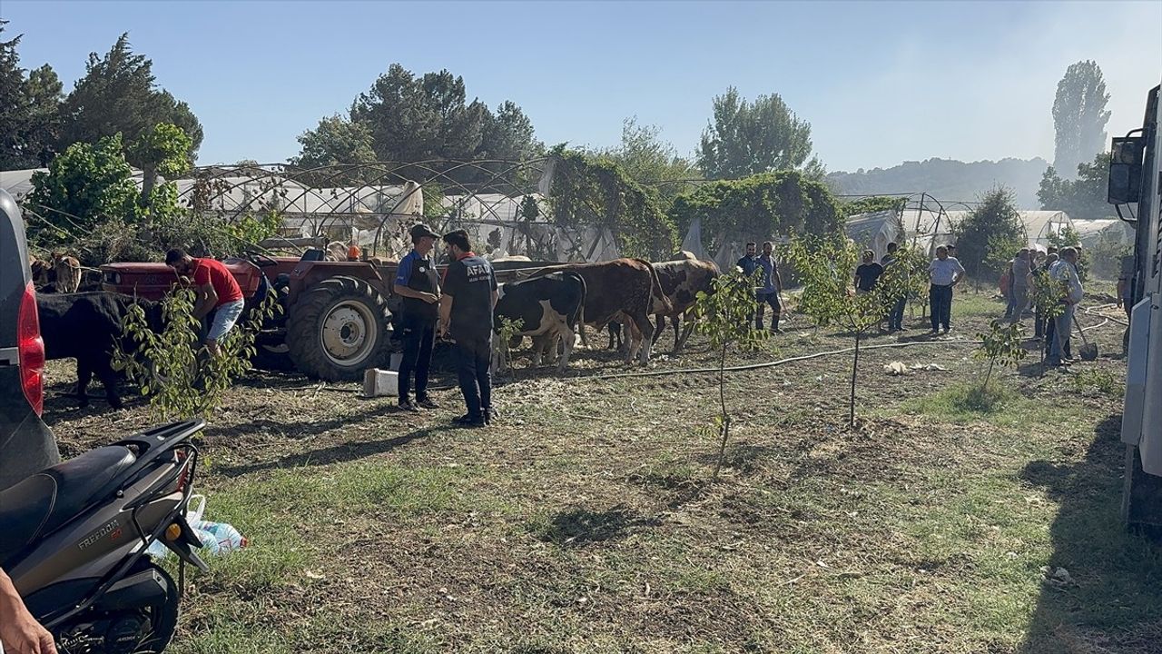 Yalova'da Arazi Yangınları: Dört Noktada Kontrol Sağlandı