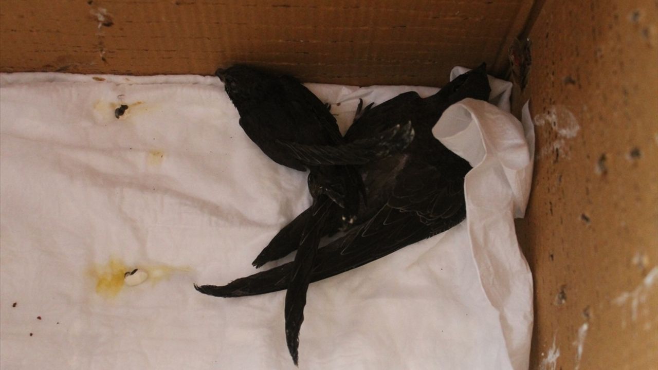 Yaralı Ak Karınlı Ebabil Kızılırmak Deltası'nda Tedavi Altında