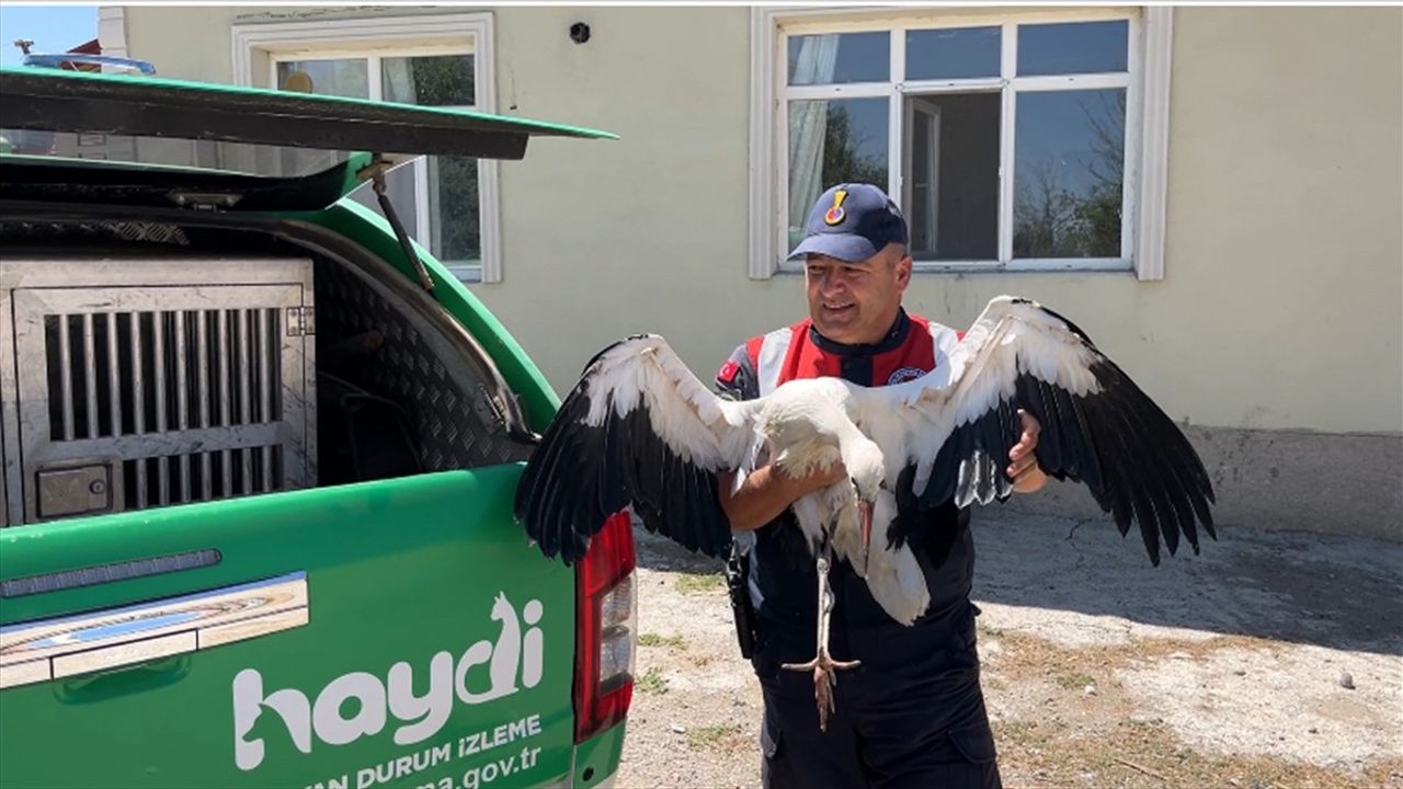Yozgatlı Ailenin Sahip Çıktığı Leylek 'Su', Jandarmaya Teslim Edildi