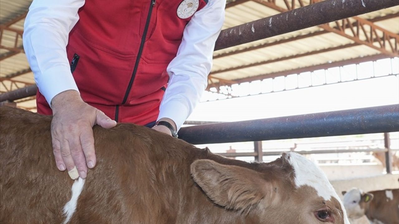 Yumaklı: Güçlü Besi Güçlü Üretim Projesi ile Yılda 8 Milyar Lira ve 200 Bin Etçi Hayvan Hedefi