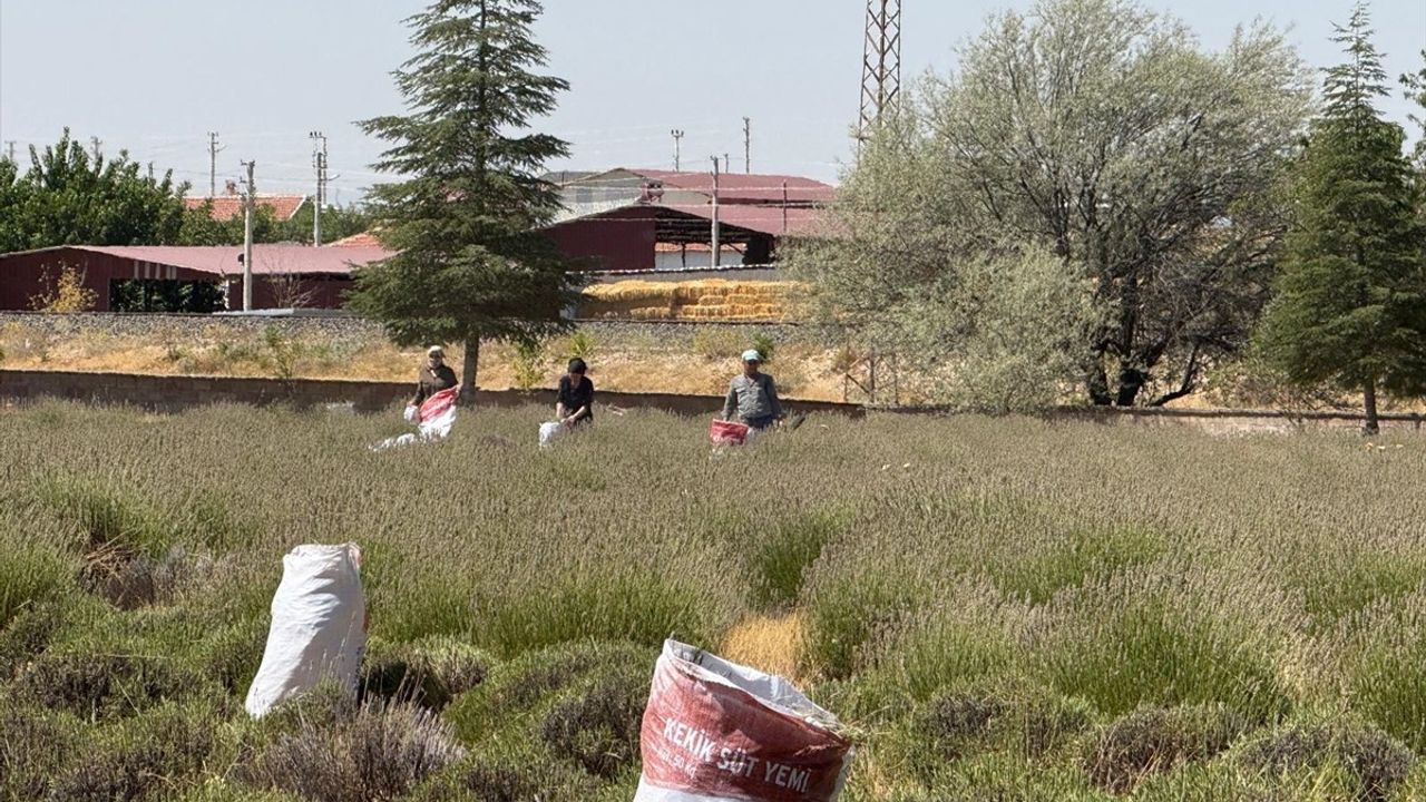 Afyonkarahisar'da Köylülerin Lavanta Geliri Köy Bütçesine Dönüyor