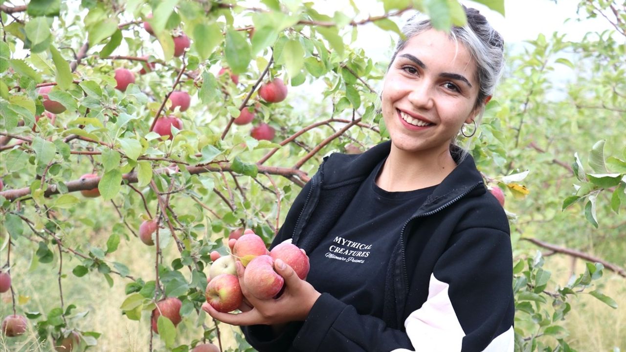 Ağrı Dağı Manzaralı Bahçede Elma Hasadı Başladı