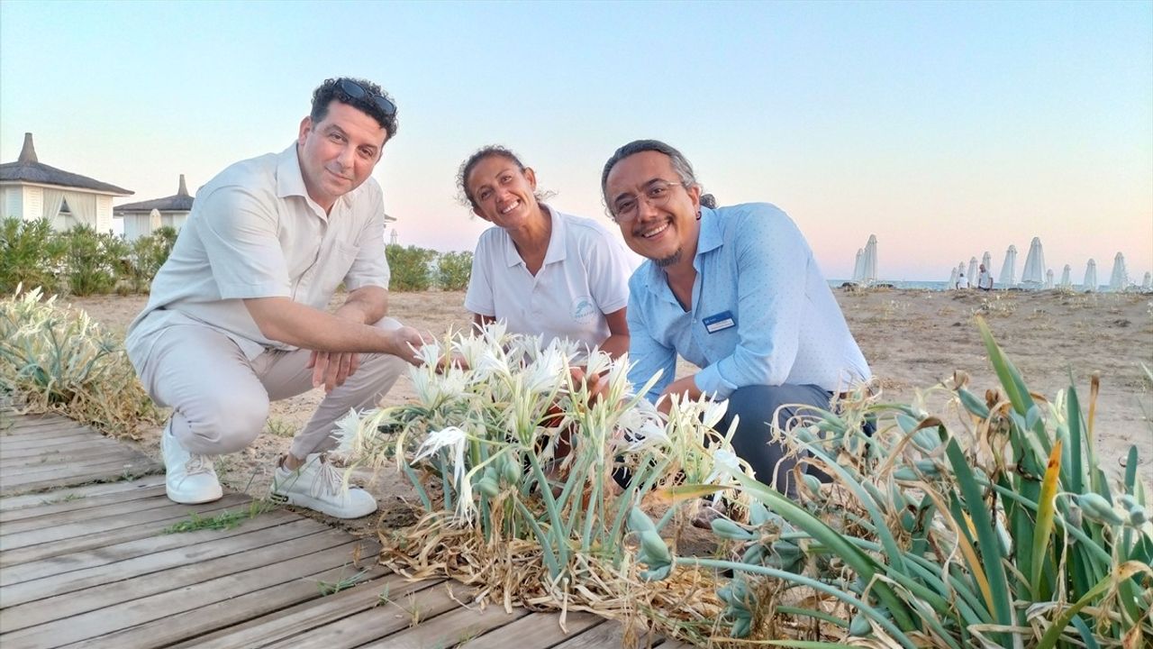 Antalya'da Nesli Tehlikede Kum Zambakları Manavgat Sahillerini Süslüyor