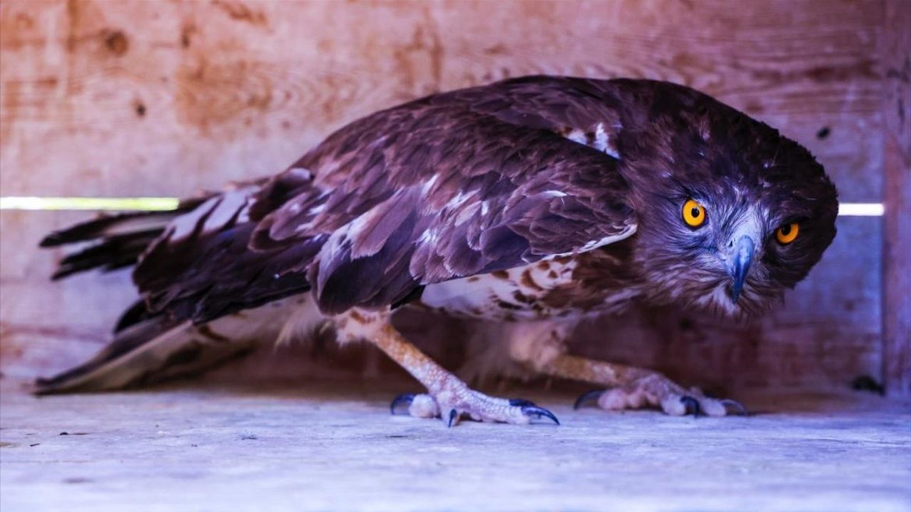 Antalya'da Tedavisi Tamamlanan Nesli Tükenme Tehlikesindeki Yılan Kartalı Doğaya Salınacak