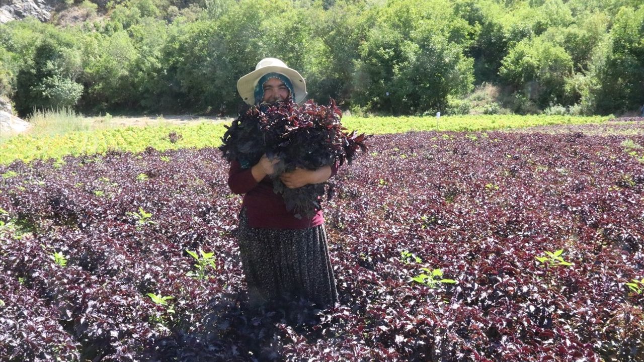 Arapgir'de Tescilli Mor Reyhan ve Köhnü Üzüm Hasadı Başladı