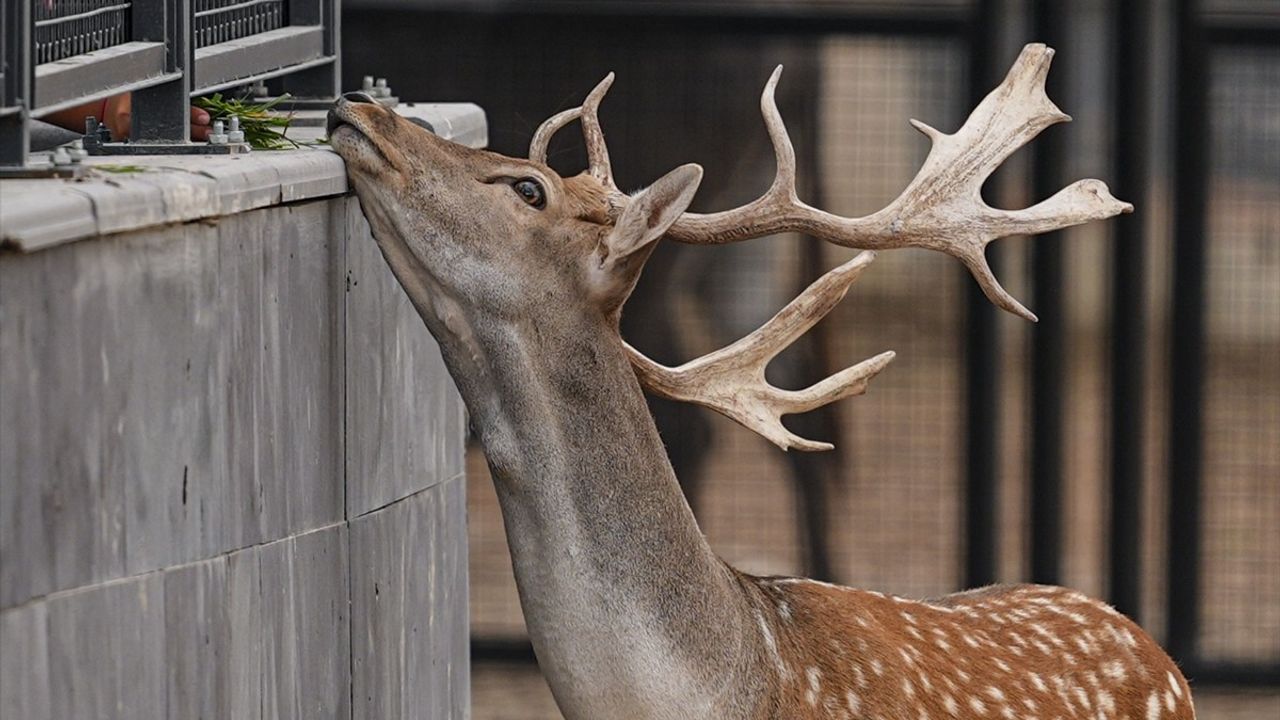 Atatürk Çocukları Doğal Yaşam Parkı ve Hayvanat Bahçesi Ankara'da açıldı