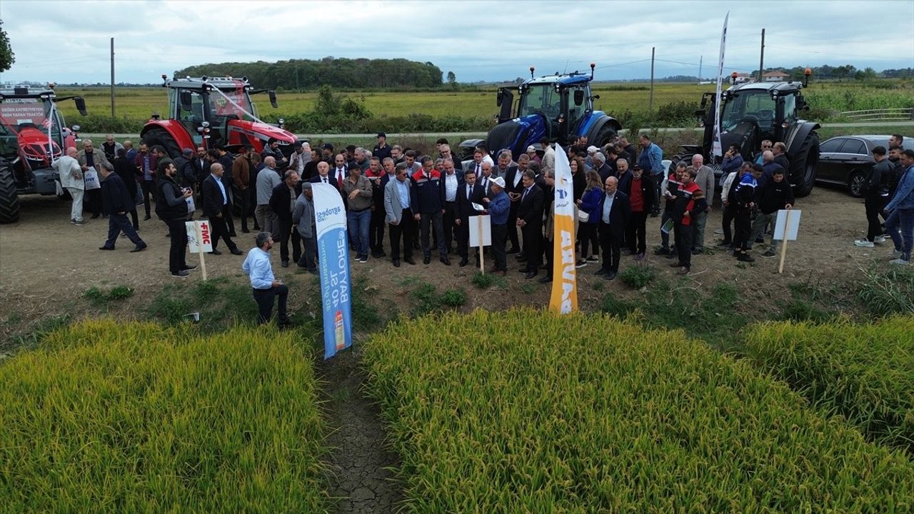 Bafra Ovası'nda 11. Çeltik Hasat Günü: Hasat Başladı, Destekler Paylaşıldı