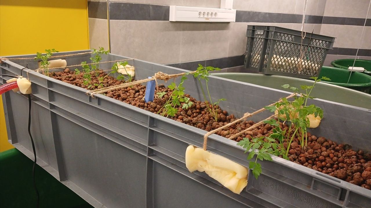 Balık Atıkları Mikroalglere Dönüştürülüyor: Deniz Kirliliğine Yeni Çözüm