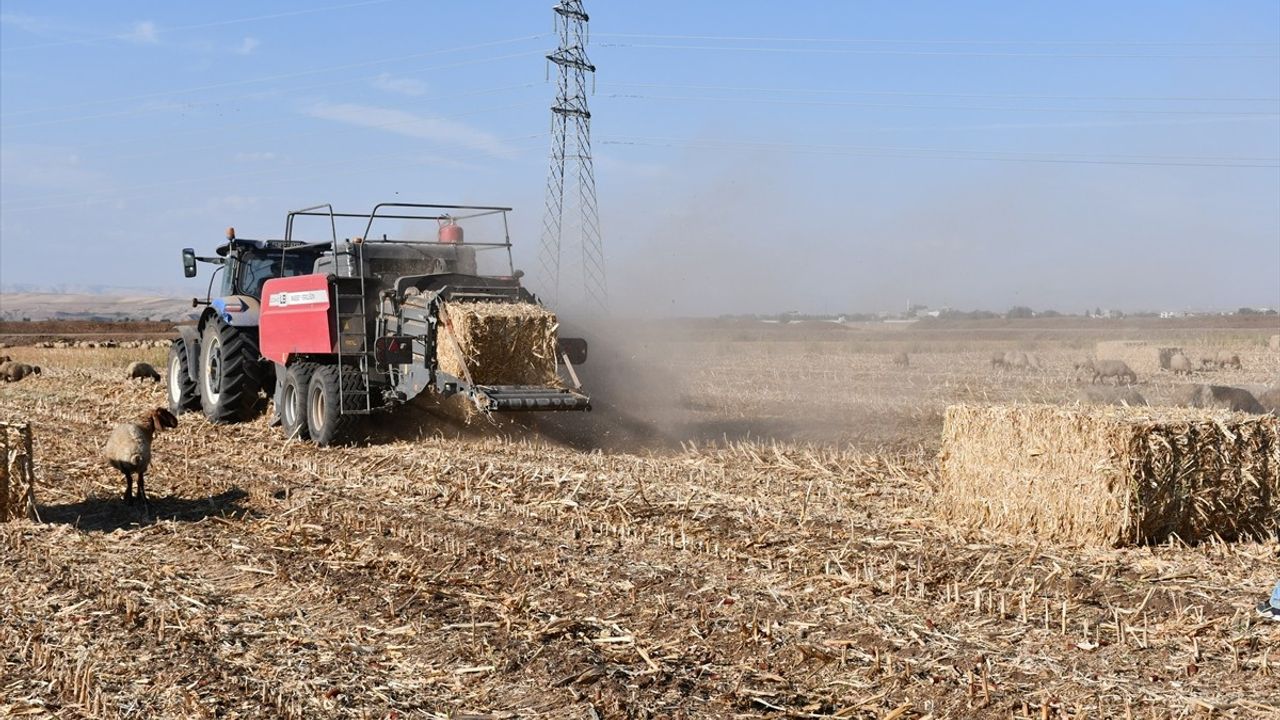 Batman'da Mısır Anızı Biyoyakıt Ham Maddesi Olarak Değerlendiriliyor
