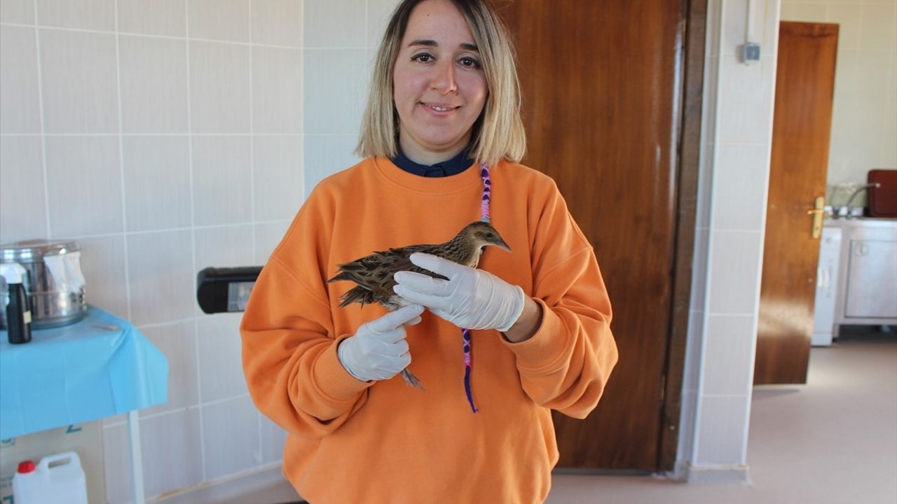 Bıldırcın Kılavuzu Kuşu Samsun'da Tedavi Edilip Göçe Hazırlanıyor