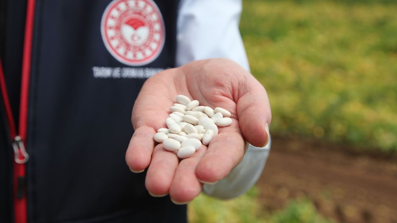 Bitlis'te Kuru Fasulye Hasadı Başladı — Hedef 37 Bin Ton