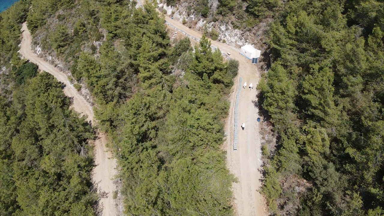 Bodrum'da Baba-Oğul Arıcılık: Çam Balı, Polen ve Ana Arı Üretimi