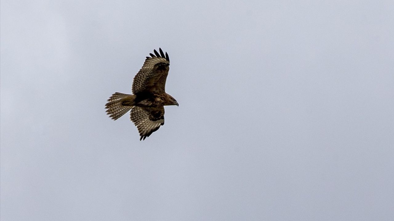 Bolu Gölköy Barajı'nda Kızıl Şahin Rüzgarlı Havada Avlanırken Kamerada