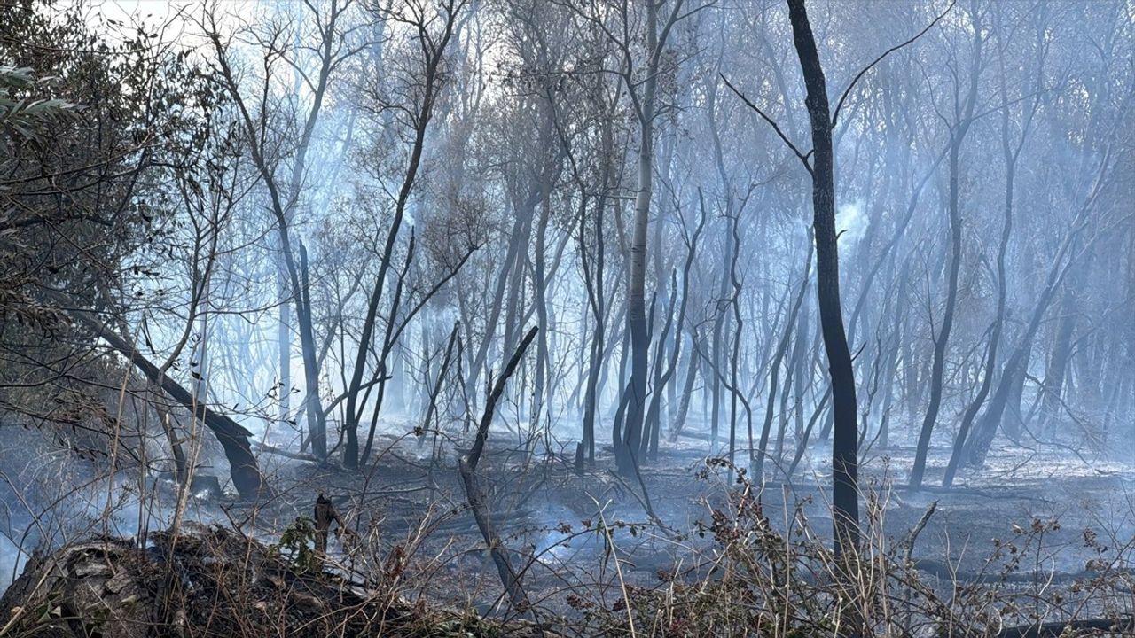 Büyükçekmece'de Göl Kenarındaki Ağaçlık Alanda Yangın Söndürüldü