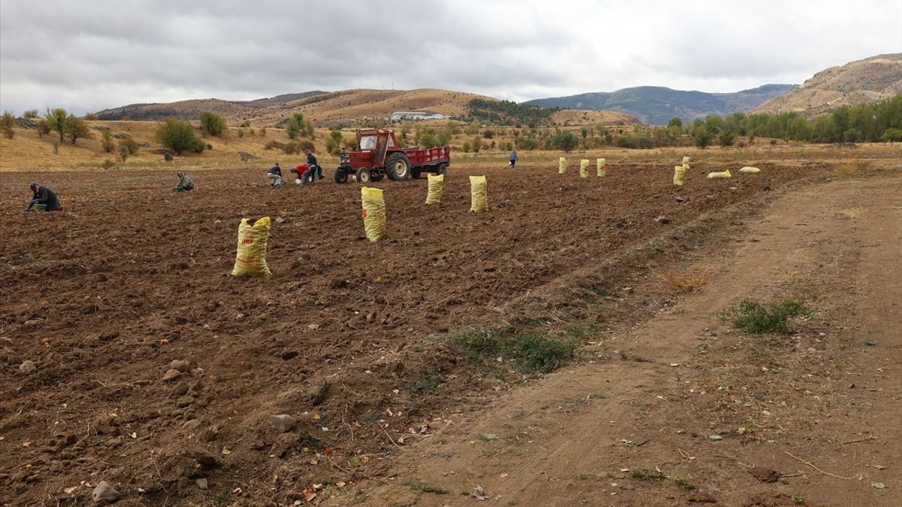 Çankırı Dodurga'da Atıl Arazide Patates Hasadı Başladı