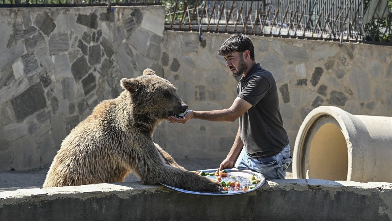 Çekmeköy'de Okan Ayısının MR ve Tedavi Görüntüleri Uluslararası Medyada