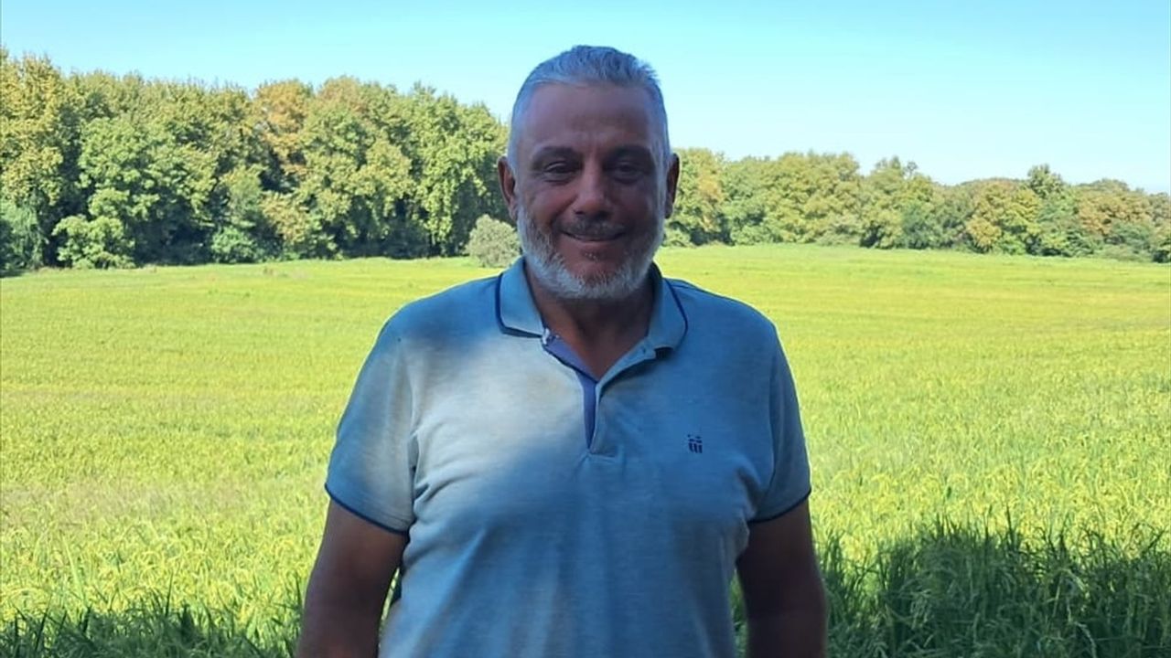 Çeltikte Damla Sulama: 4 Kat Su Tasarrufu ve Verimde Artış