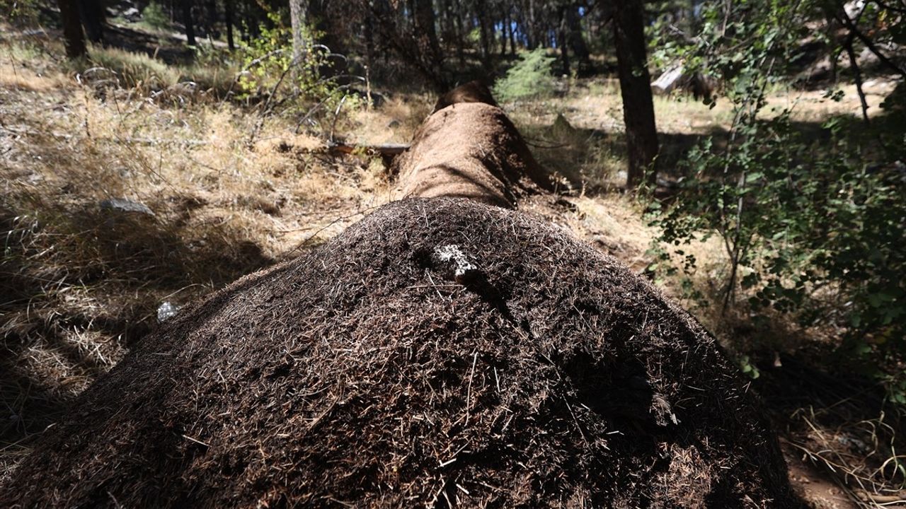 Çığlıkara'da Asırlık Sedirleri Kırmızı Orman Karıncaları Koruyor