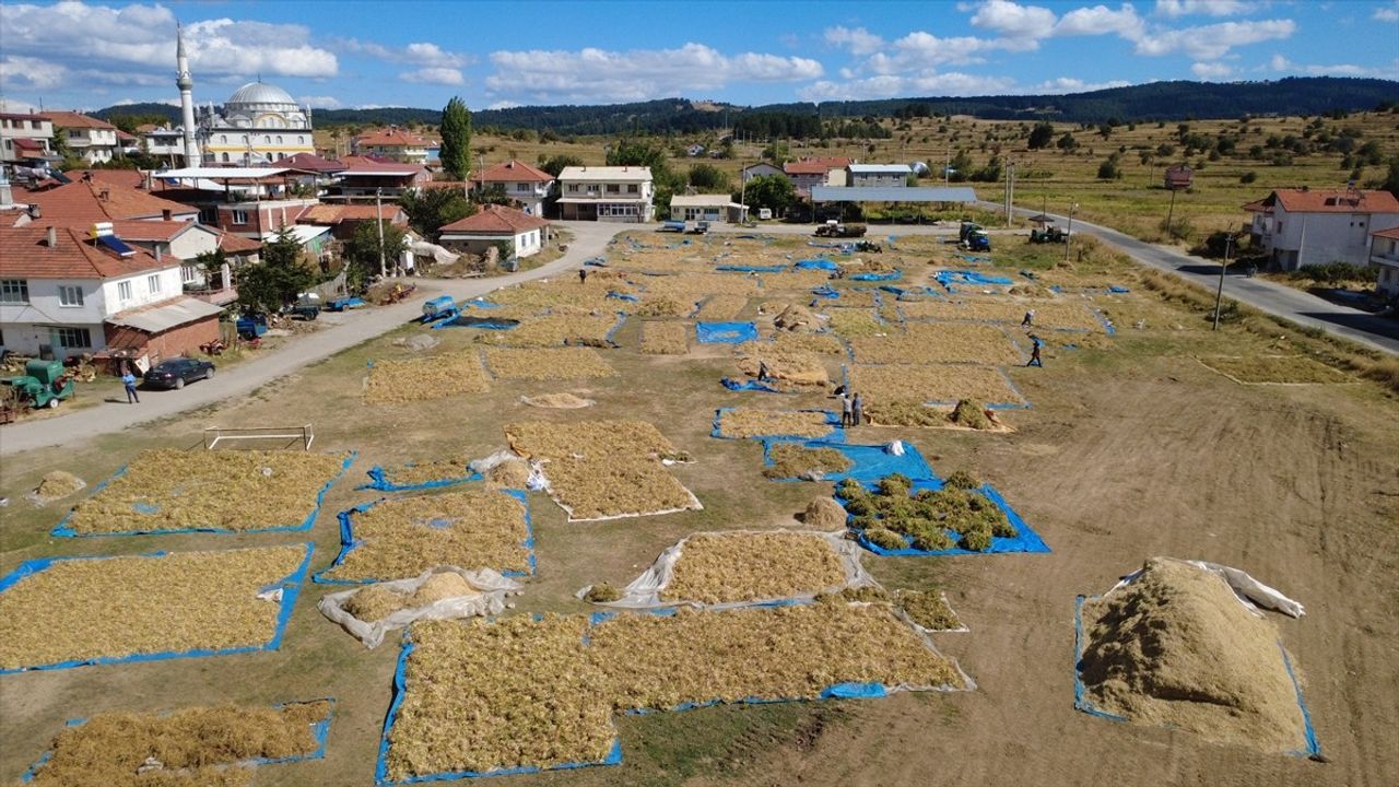 Demirci Kuru Fasulyesine Talep Artıyor