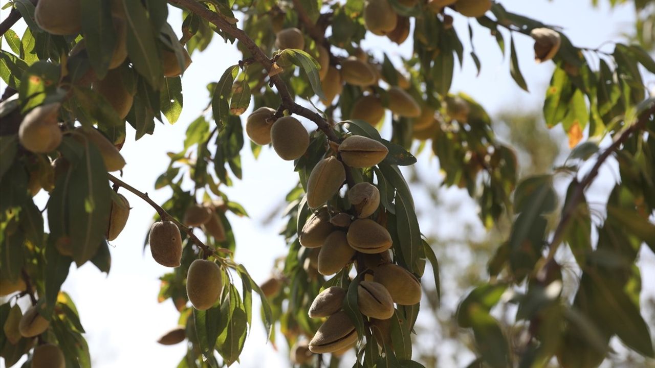 Diyarbakır Eğil'de Badem Hasadı: Makineleşme ve Sulama Desteği