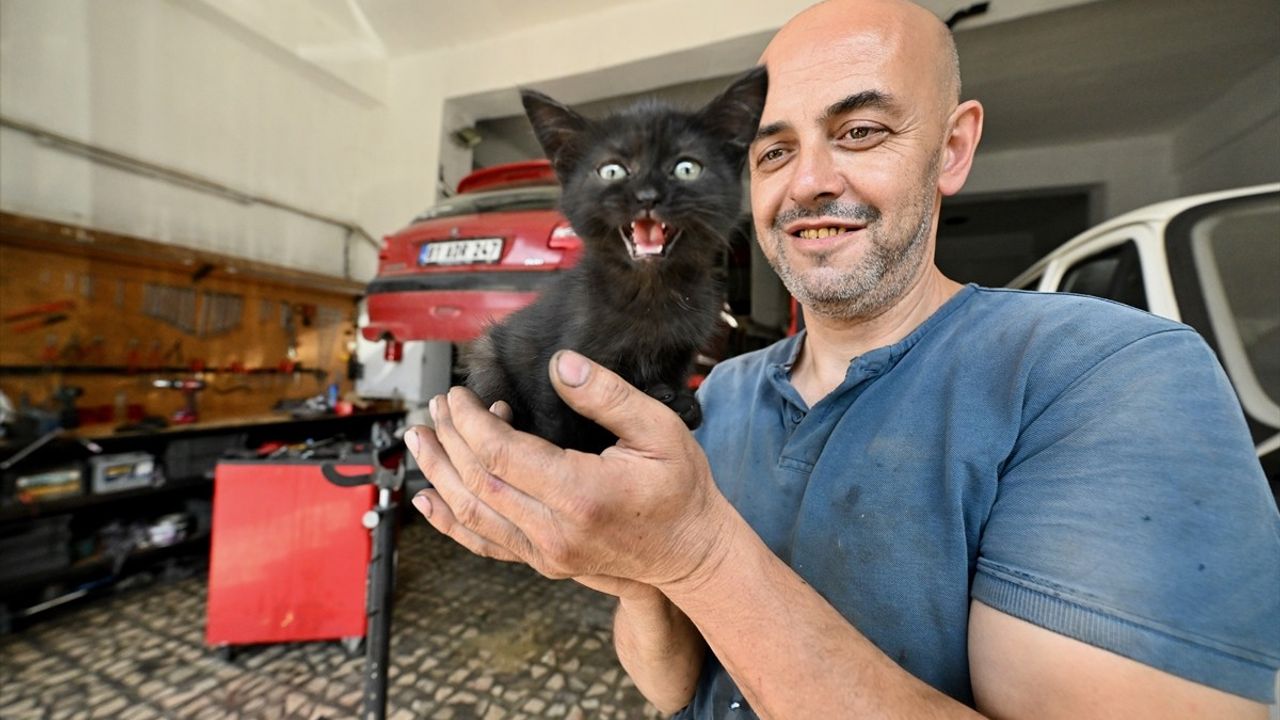 Düzce'de 'Çırak' Kedi Tamirhanede Yeni Yuvasını Buldu