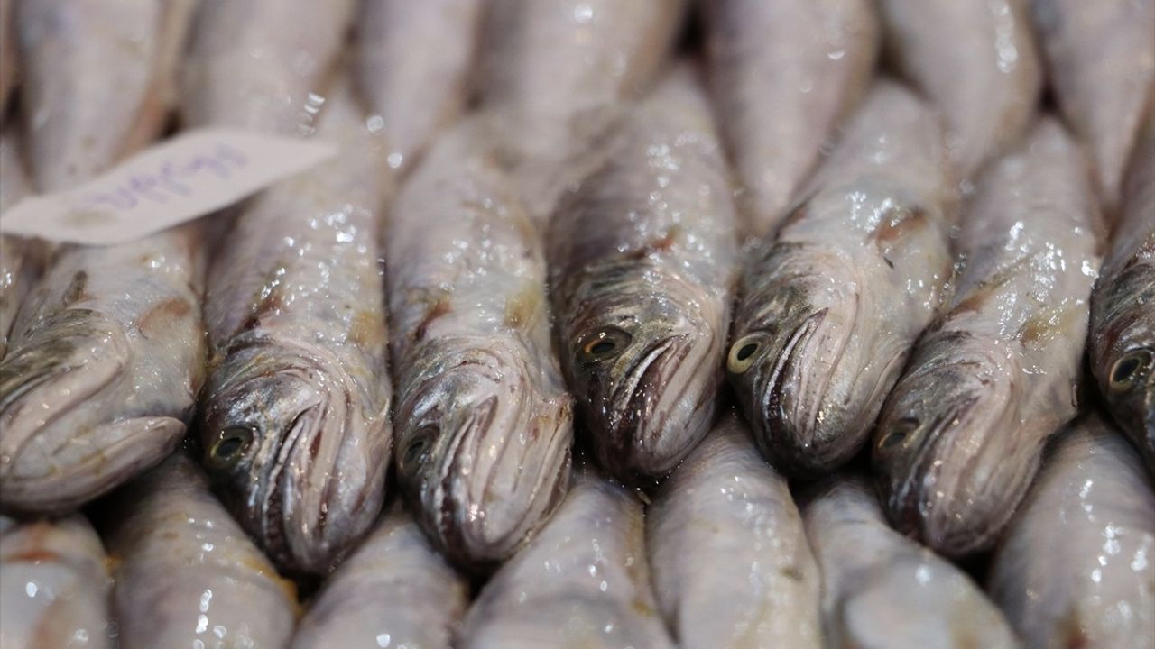 Ege'de Balıkçılık Sezonu Açıldı — İzmir Ağları Dolu