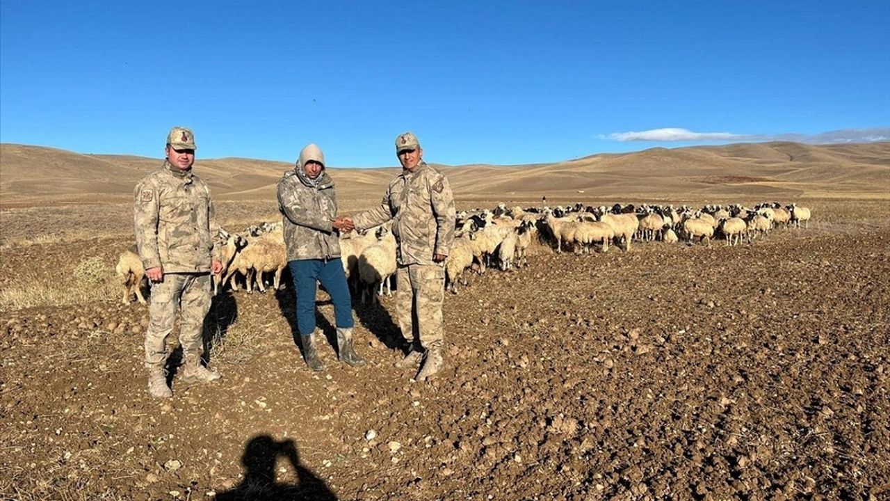 Erzincan Çayırlı'da 300 Koyun İHA Desteğiyle Bulundu