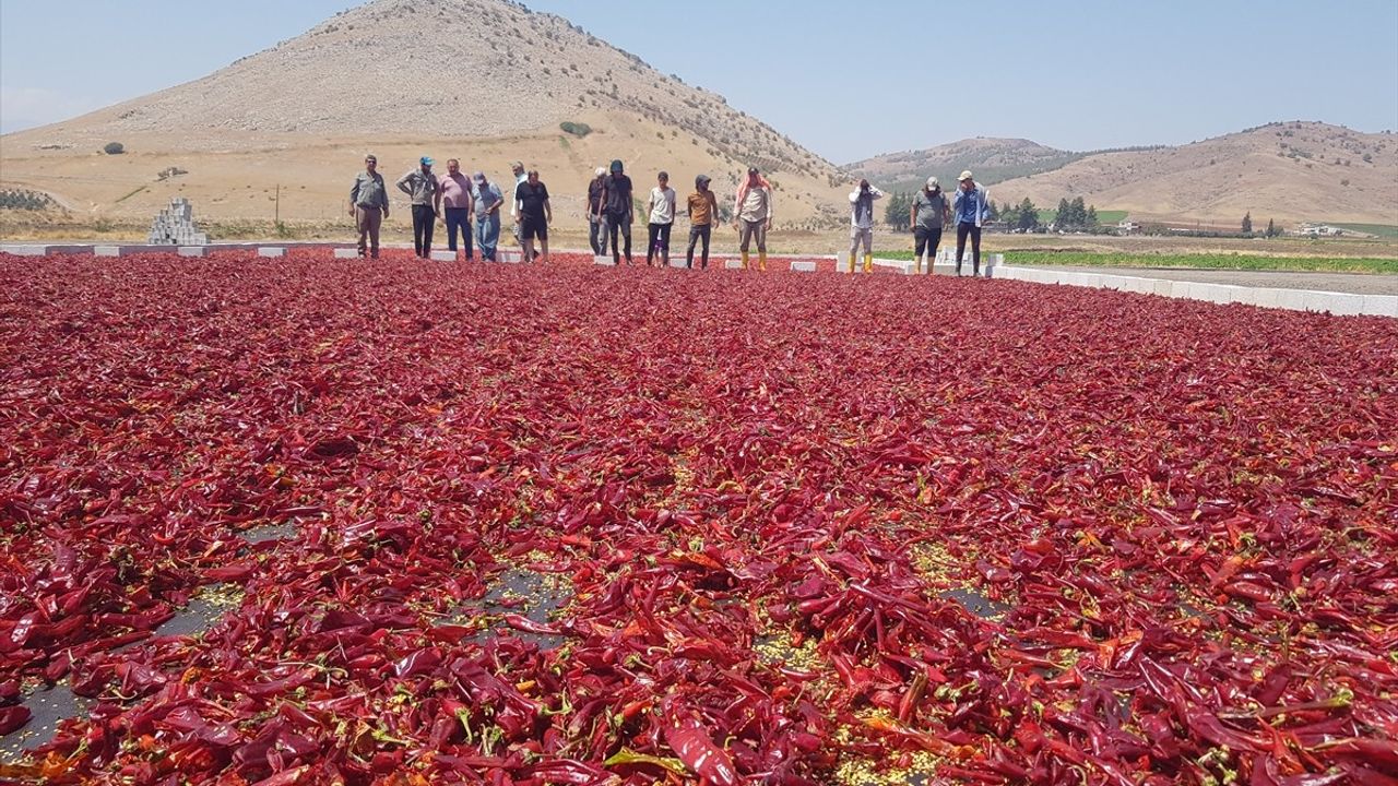 Gaziantep İslahiye'de Kırmızı Biberin 'Acı' Mesaisi Başladı — 43.200 Ton Rekolte