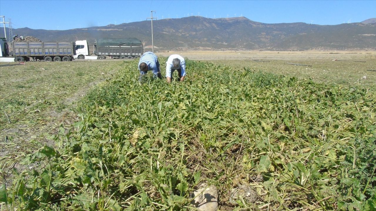 Gaziantep'te Şeker Pancarı Hasadı Başladı — 9 bin 228 Dönüm
