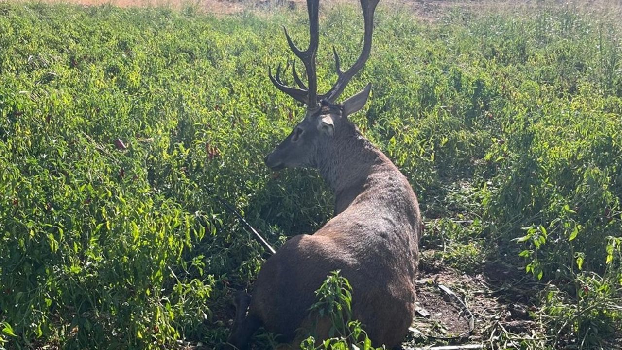 Gaziantep'te Sulama Hortumuna Dolanan Yaban Geyiği Kurtarıldı
