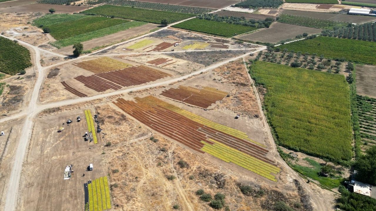Gediz Ovası Kurutmalık Ürünlerle Renklendi — Turgutlu'da Üzüm, Domates ve Biber