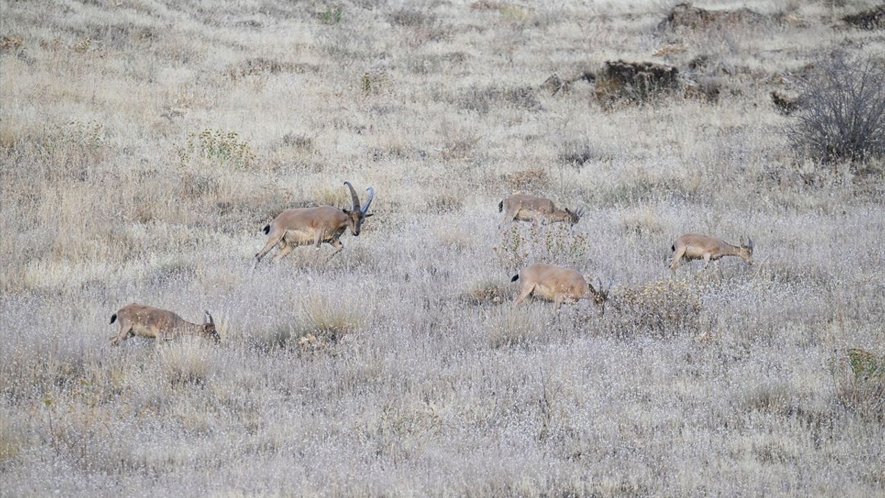 Hakkari'de Koruma Altındaki Dağ Keçileri Dronla Görüntülendi