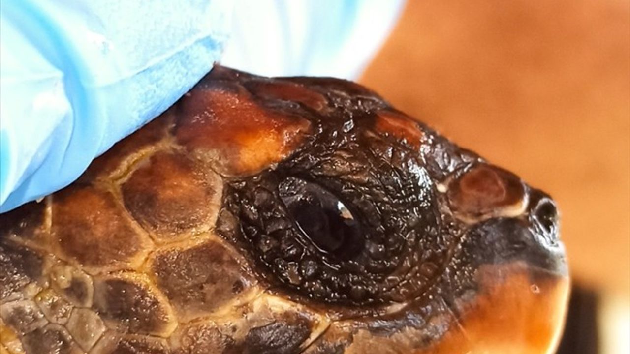 Hatay'da 2 Şahin Gagalı Kaplumbağa Tedaviye Rağmen Telef Oldu