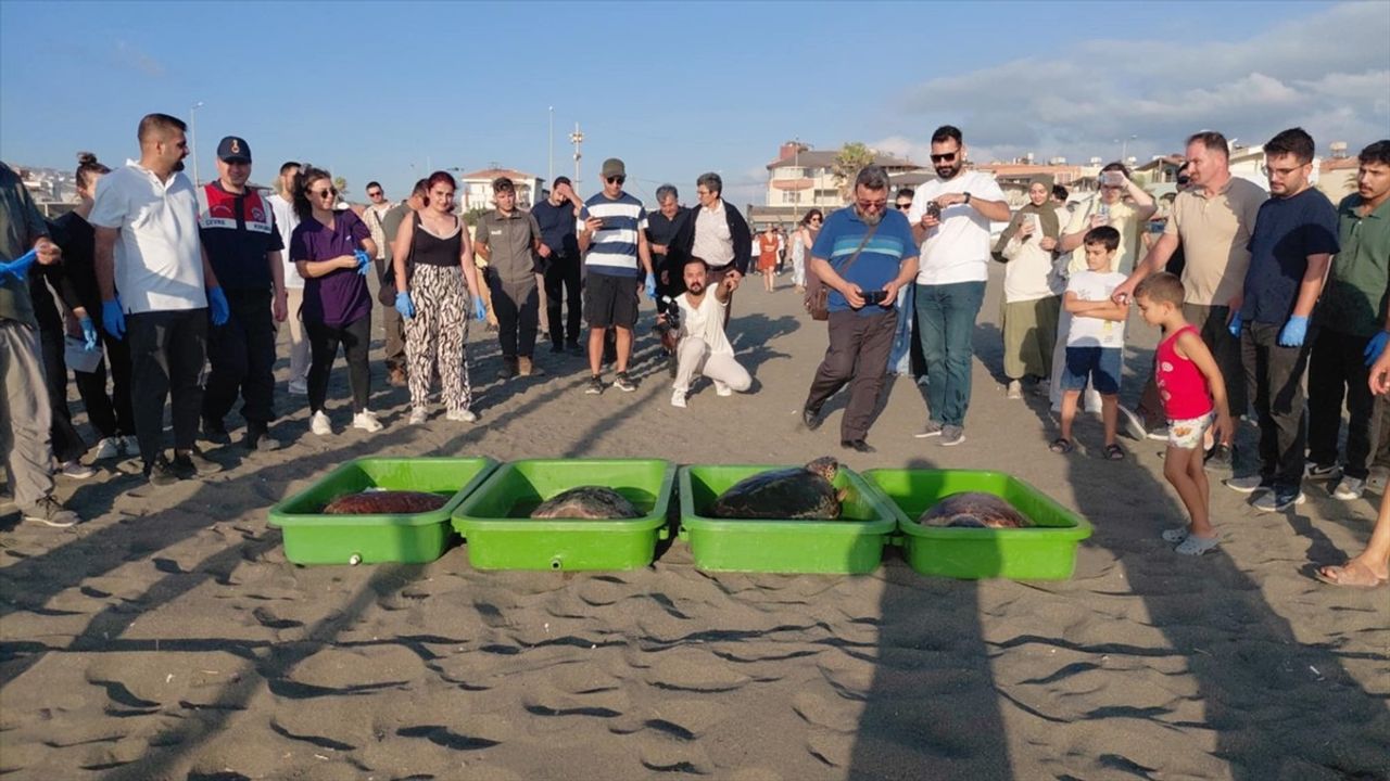 Hatay'da 4 Caretta caretta Tedavi Sonrası Denize Bırakıldı