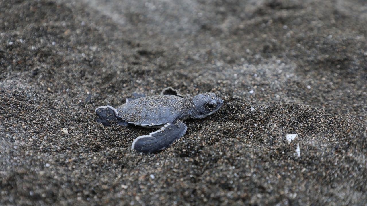 Hatay'da Kum Zambakları ve Yeşil Deniz Kaplumbağaları İçin Sahil Temizliği