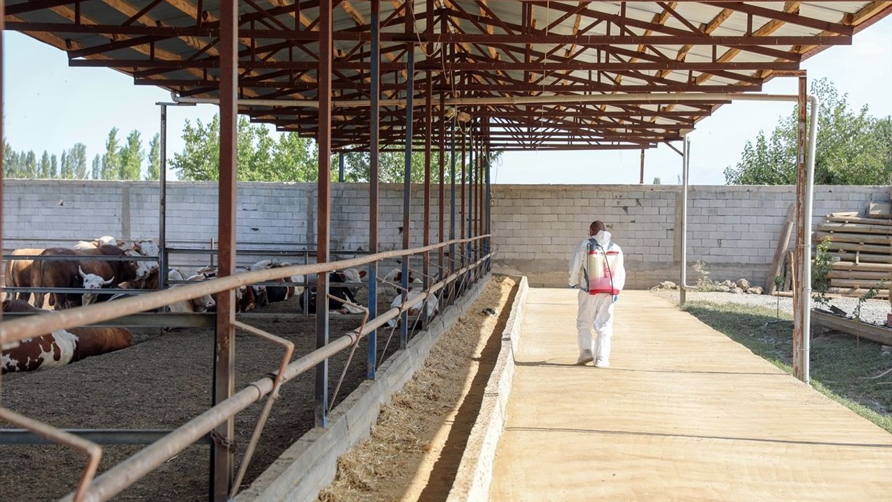 Iğdır'da Şapla Mücadelede Aşılama Oranı %85'e Ulaştı — Üreticiler Rahatladı