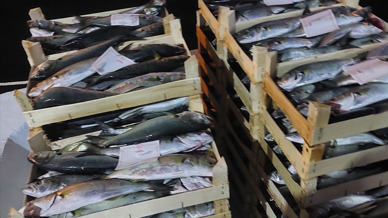 İğneada'da Lüfer Bereketi: Balıkçılar Kasaları Doldurdu