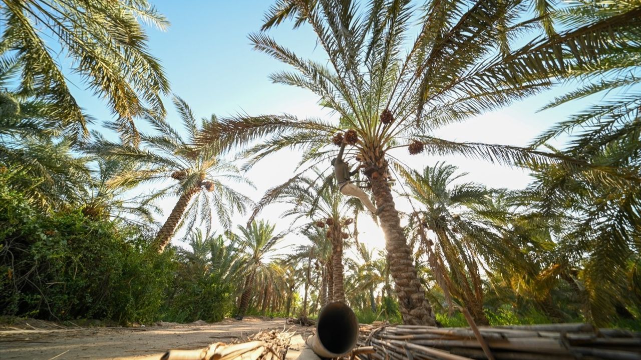 Irak'ta Hurma Hasadı Başladı: Diyala'da Verim Arttı, 30 Milyon Ağaç Hedefi