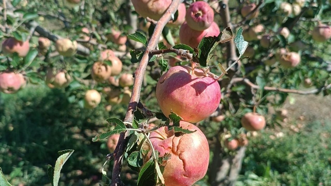 Isparta'da Dolu Felaketi: Gelendost'ta 5 Bin Dönüm Etkilendi, Üreticilerin Zararı 100 Milyon TL